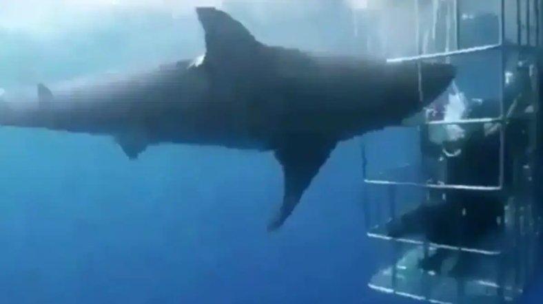 Viral Hiu Putih Besar Terjebak di Kandang Logam Milik Penyelam, Mati Saat Mencoba Membebaskan Diri