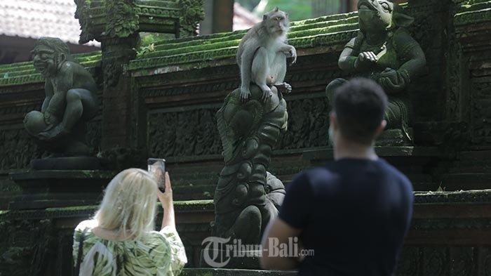 Sejumlah wisatawan menikmati objek wisata Monkey Forest Ubud, Gianyar, Bali, Kamis (5/11/2020).