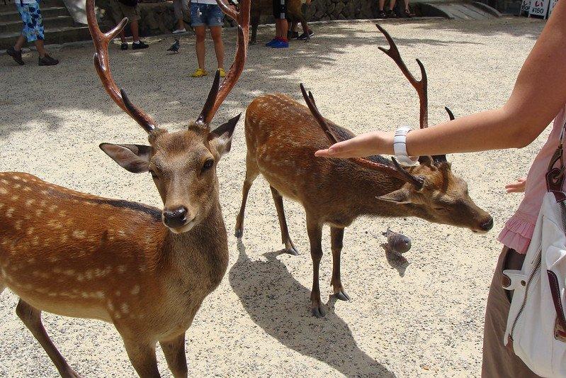 Fakta Unik Upacara Pemotongan Tanduk Rusa Nara di Jepang