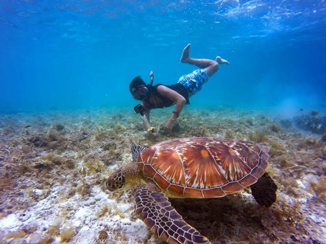 Ilustrasi Snorkeling bersama Biota Laut Bebas seperti Penyu. (Pexels/John Cahil Rom)