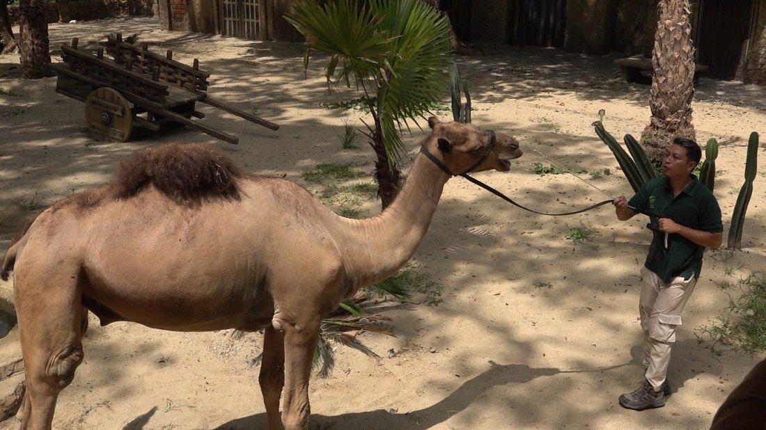 Unta Arab, salah satu spesies yang dihadirkan di kebun binatang Solo Safari, Surakarta, Jawa Tengah, Minggu (17/12/2023).