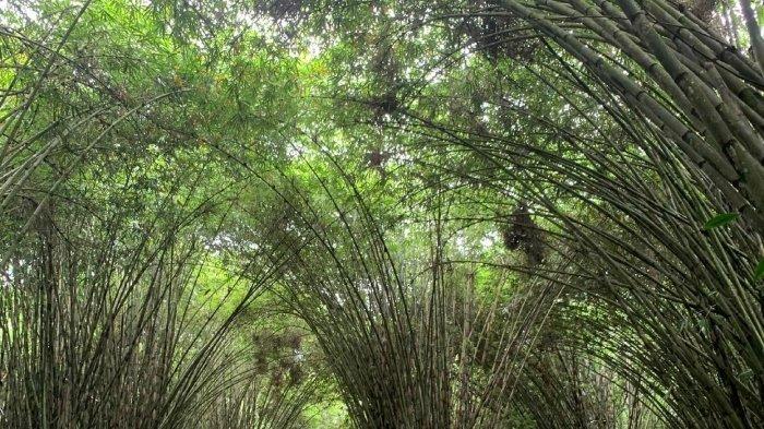 Harga Tiket Masuk Hutan Bambu Lumajang, Wisata Hits dan Instagramable Favorit Traveler