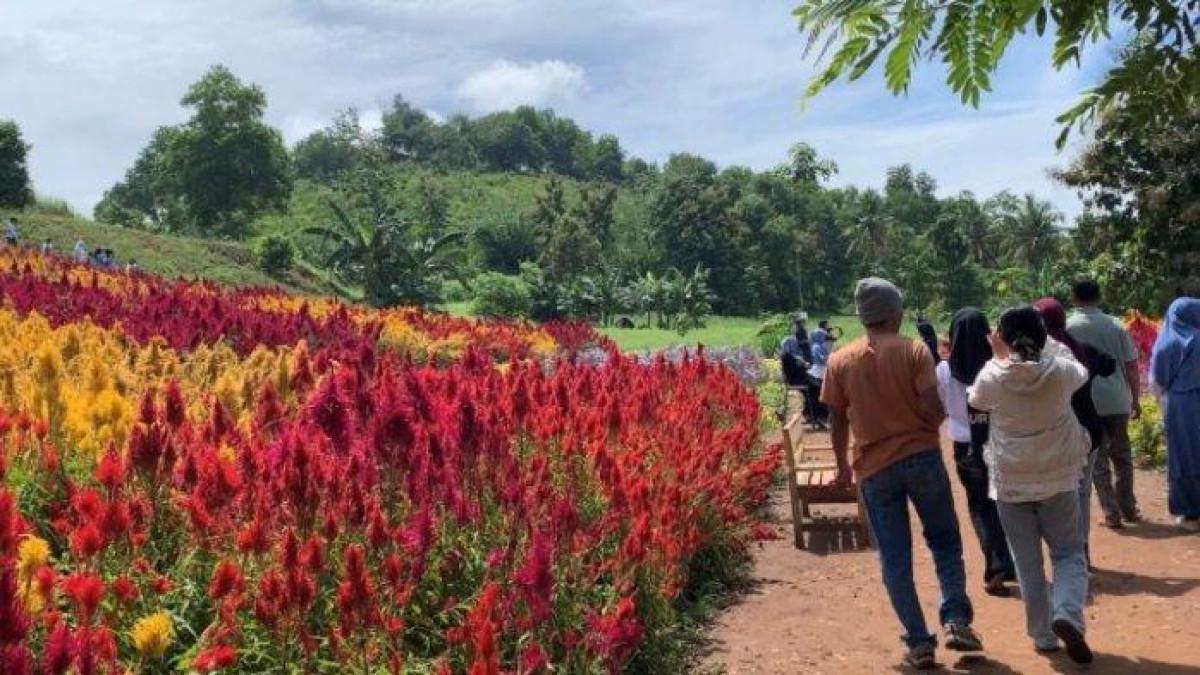 DISERBU PENGUNJUNG - Suasana di Bukit Sion di Pekon Mataram, Kecamatan Gadingrejo, Pringsewu, Lampung pada Rabu (2/4/2025). Wisata Bukit Sion di Pringsewu diserbu ribuan pengunjung saat hari libur, menawarkan wisata bunga dan buah aneka jenis.