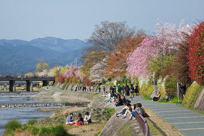Sungai Kamo, satu tempat wisata gratis di Kyoto, Jepang.
