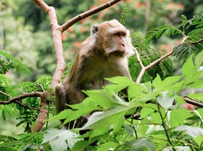 Monyet liar di Taman Hutan Raya Ir. H. Djuanda, satu tempat wisata gratis di Bandung.