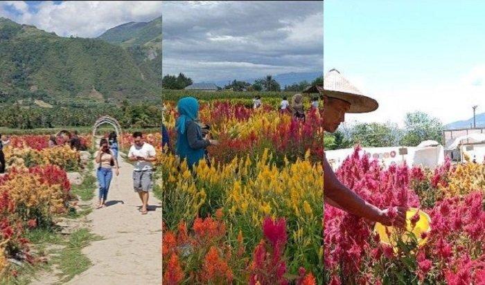 Taman Bunga Mekar Asih, Tempat Wisata Viral di Sigi yang Instagramable dan Punya View Menawan