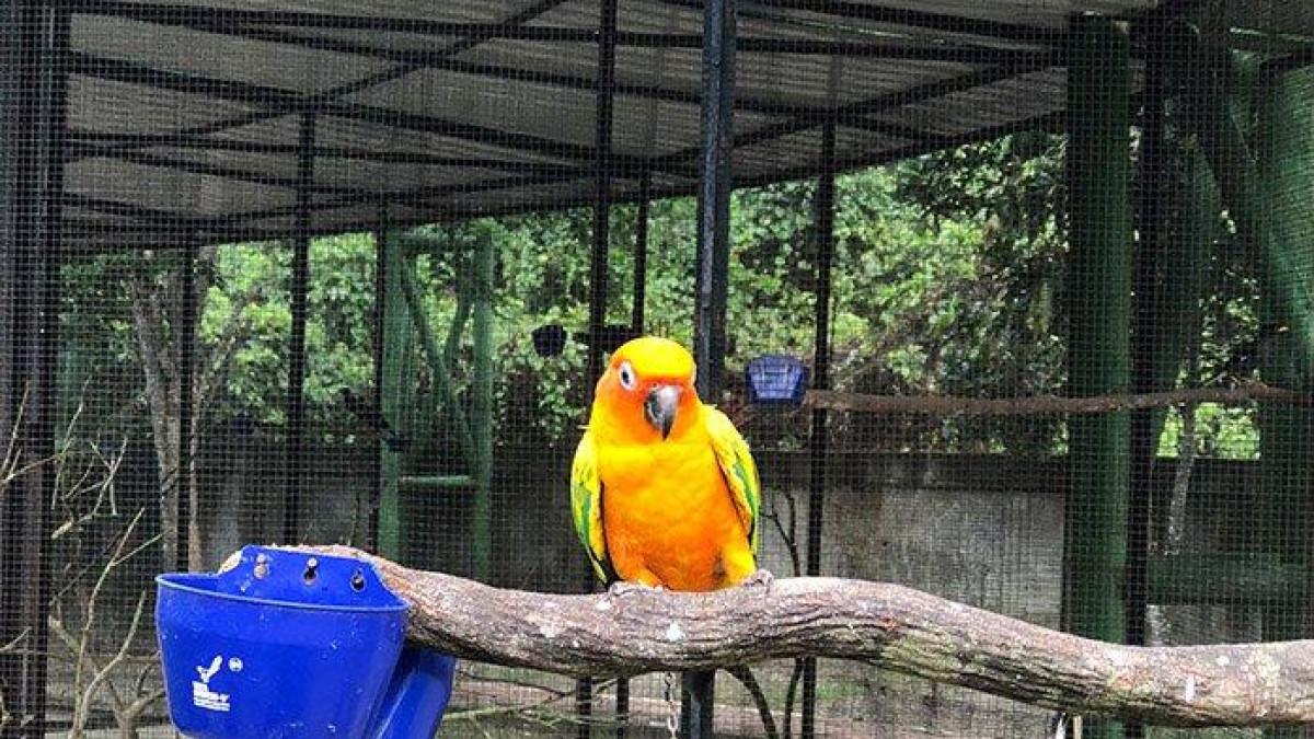 Taman Burung Jauhari, Masa Depan Wisata Edukasi di Mempura, Siak, Riau
