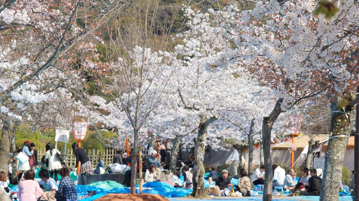 Taman Maruyama, satu tempat wisata gratis di Kyoto, Jepang.
