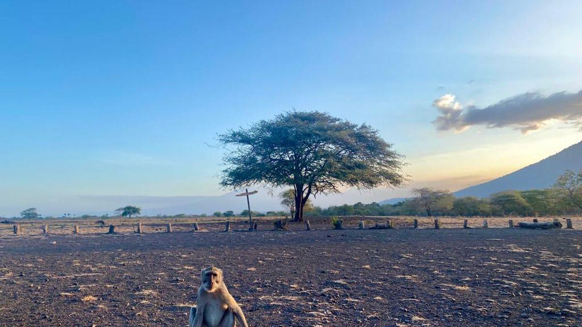 TN BALURAN. Pesona Taman Nasional Baluran, Banyuwangi.