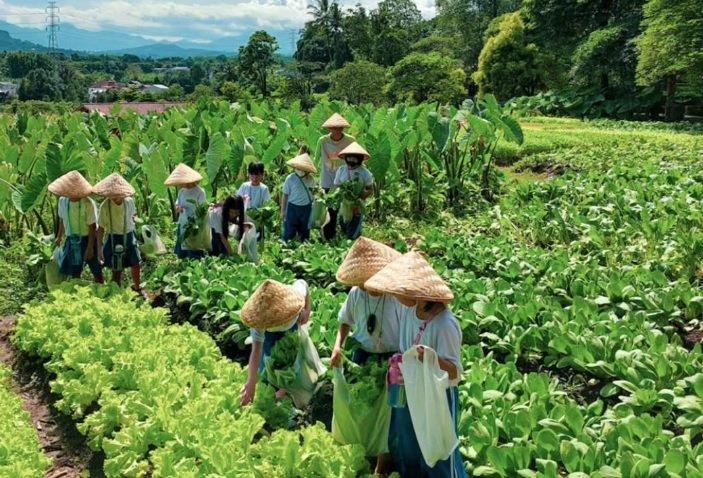 Kuntum Farmfield, salah satu rekomendasi tempat wisata ramah anak di Bogor. (instagram/kuntumfarmfield)