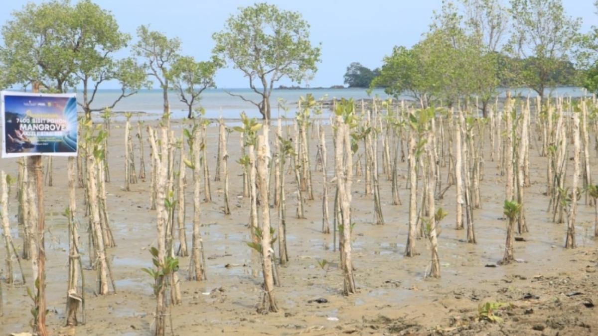 Wisata Mangrove Tanjung Dewa atau hutan mangrove populer di Kabupaten Tanah Laut, Kalimantan Selatan.