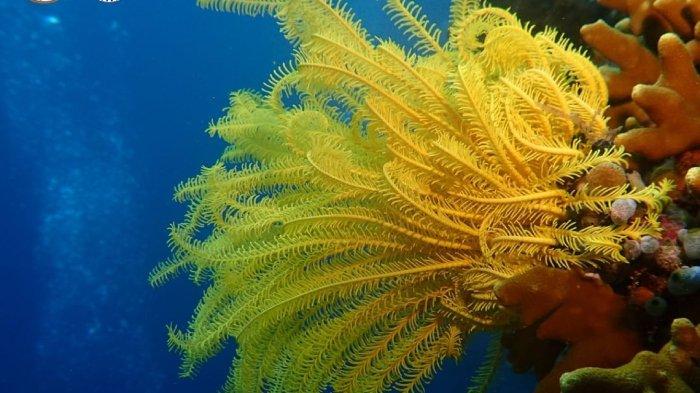 Taman Nasional Bunaken, Pesona Alam yang Menakjubkan di Sulawesi Utara, Cek Harga Tiket Masuknya