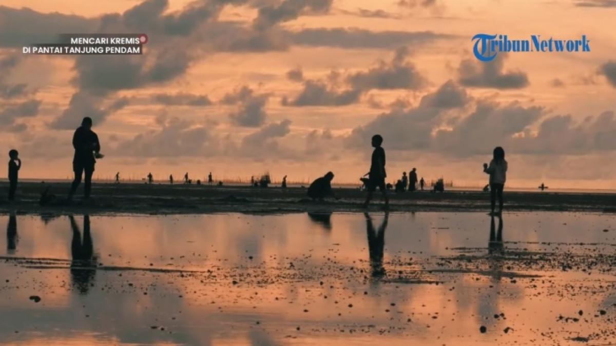 Wisatawan berburu kerang kremis di Pantai Tanjung Pendam di Kota Tanjung Pandan, Belitung.