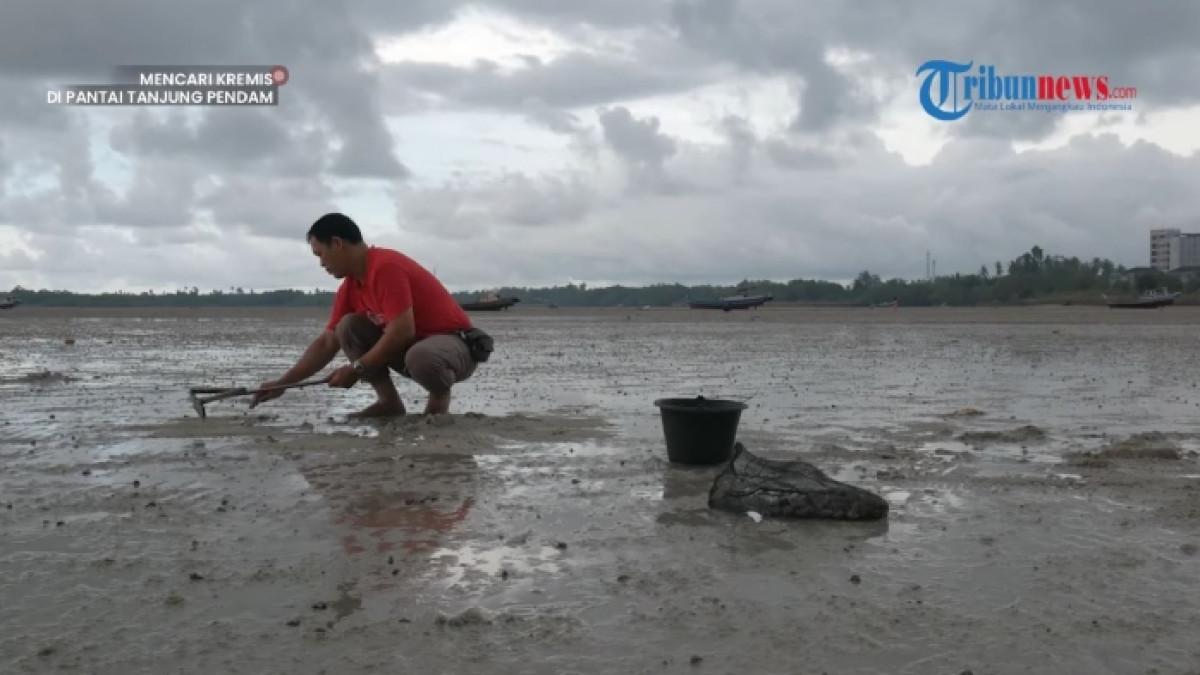 Wisatawan berburu kerang kremis di Pantai Tanjung Pendam di Kota Tanjung Pandan, Belitung.