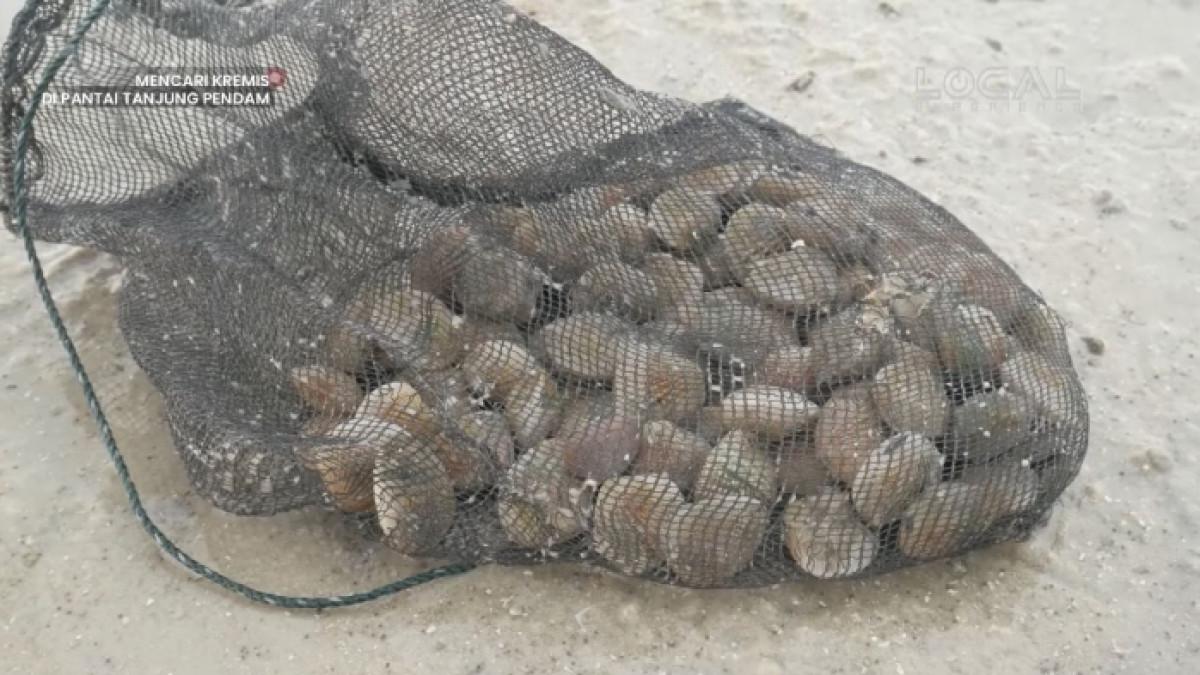Kerang kremis hasil tangkapan dari Pantai Tanjung Pendam di Kota Tanjung Pandan, Belitung.