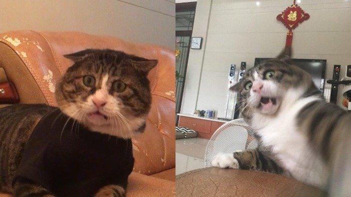 Mengenal Ah Fei, Seekor Kucing yang Viral Lewat Ekspresi Kocaknya