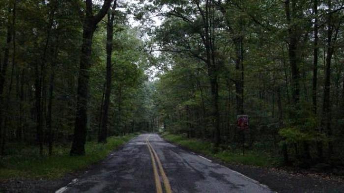 Penuh dengan Cerita Misteri, Inilah 6 Hutan Paling Angker di Indonesia! No 3 Dipercaya Kerajaan Jin