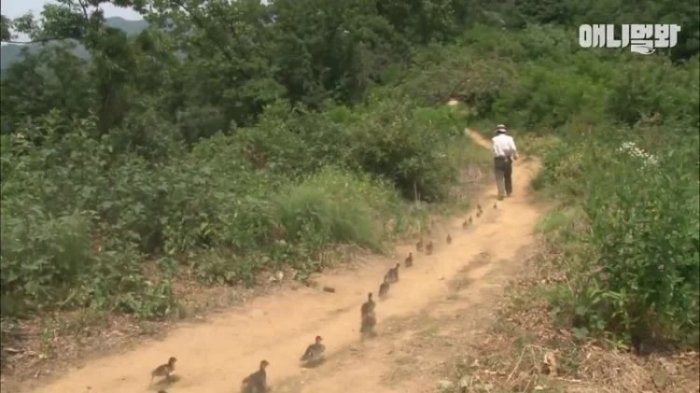 Pria di Korea Selatan Dibuntuti 21 Anak Bebek Saat Mendaki Gunung, Videonya Viral