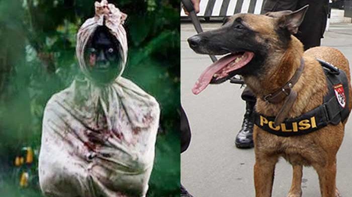 Ngakak Parah! Tak Takut Hantu, Anjing Pelacak Ini Malah Sukses Bikin 'Pocong' Meringis Ketakutan
