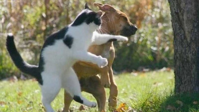 Siap-siap Ngakak! 10 Foto Ini Tunjukkan Saat Kucing Mengalahkan Anjing, Nomor 7 Super Konyol