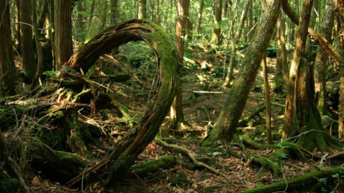 4 Hutan Paling Berbahaya di Dunia, Nomor 1 Paling Ditakuti