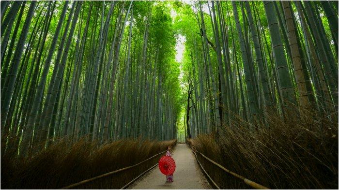 Arashiyama Bamboo Grove, Kyoto, Jepang