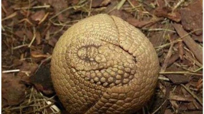 Jelajahi Hutan, Pria Ini Temukan Bola Misterius! Tak Lama, Mulai Berubah Bentuk, Astaga! Itu Kan . .