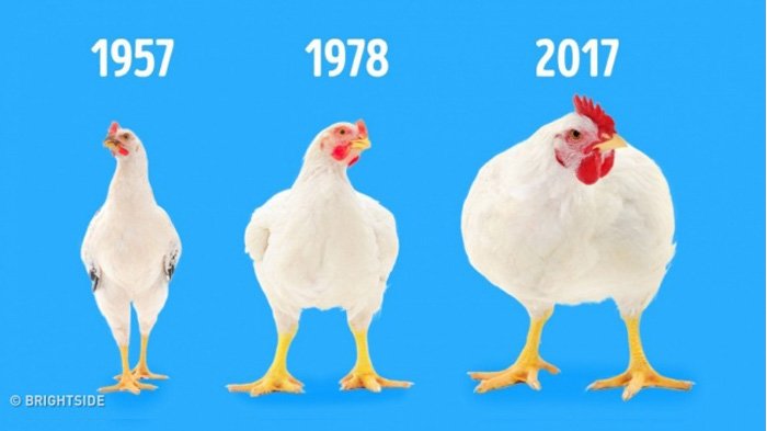 Ayam Boiler Semakin Besar hingga Wasabi Palsu, Yuk Simak 7 Fakta Makanan yang Jarang Diketahui