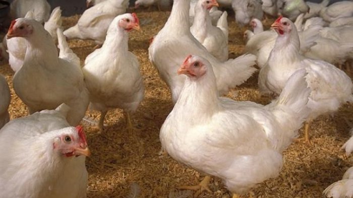 Miris! Deretan Fakta Kelam tentang Kekejaman pada Binatang Termasuk Ayam Broiler, Buatmu Elus Dada