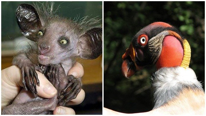 Almiqui hingga Aye-aye, 8 Binatang dengan Wujud Paling Aneh, Bikin Bergidik Ngeri Saat Melihatnya