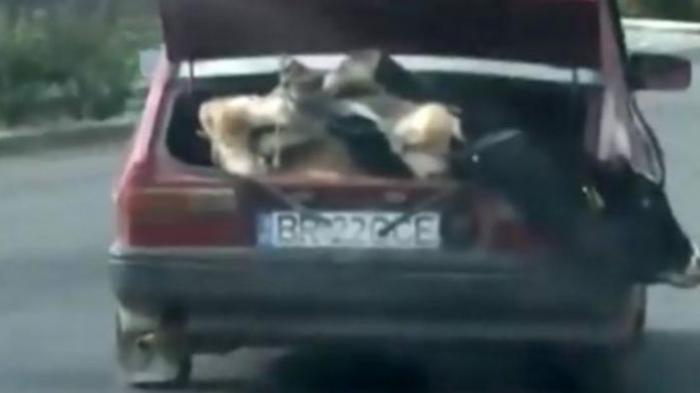 Romania - Super Nekat! Pria Ini Masukkan Sapi di Bagasi Mobil, Ini yang Terjadi Kemudian