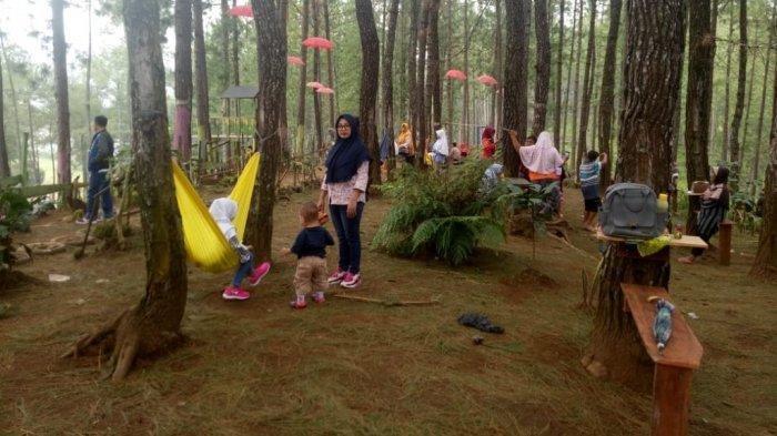 Alternatif Destinasi Wisata di Tegal, Bale Gandrung yang Dihiasi Rimbunnya Pohon Pinus