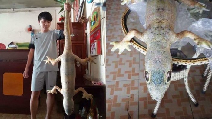Foto Cowok Pegang Tokek Raksasa Ini Bikin Heboh Warganet, Setelah Dilihat Lebih Dekat, Ternyata. . .