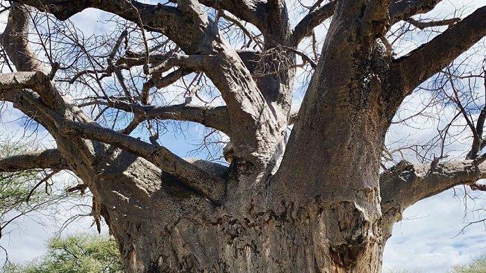 7 Fakta Pohon Baobab Raksasa dari Afrika, Bisa Hidup Selama 1.000 Tahun