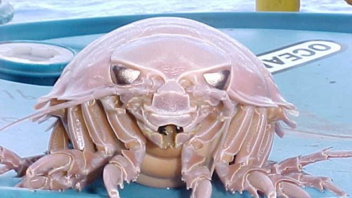 Hii, Bikin Bulu Kuduk Berdiri! Mirip Kutu, Inilah Hewan Raksasa Penghuni Dasar Samudera