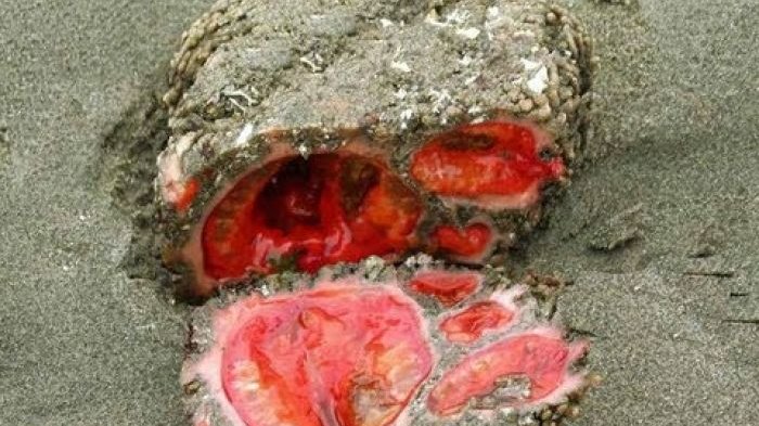 Dari Batu Hidup hingga Gletser Berdarah, 10 Fenomena Alam Ini Buatmu Bilang Wow, No 7 di Indonesia