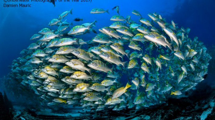 Di Balik Keindahannya, Ternyata Laut Simpan Banyak Misteri yang Belum Terpecahkan hingga Kini