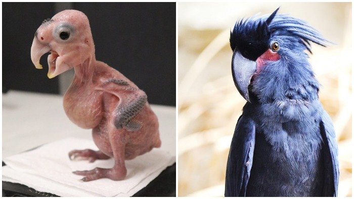 Jauh Beda dan Bikin Pangling! 17 Bayi Binatang Ini Malah Tampak seperti Bukan 'Fotokopi' Induknya