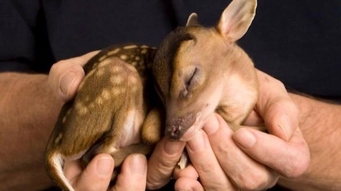 10 Potret Lucunya Bayi Hewan yang Ukurannya Tak Lebih Besar dari Kepalan Tangan, Bikin Gemes!
