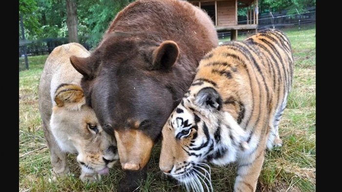 Bersahabat Selama 15 Tahun, Kisah  Beruang, Singa dan Harimau Ini Sungguh Mengharukan