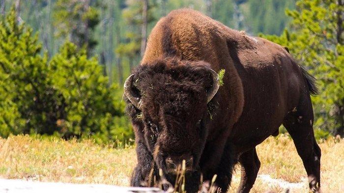 Terlalu Dekat, Seorang Wanita Diserang Bison di Taman Nasional Yellowstone