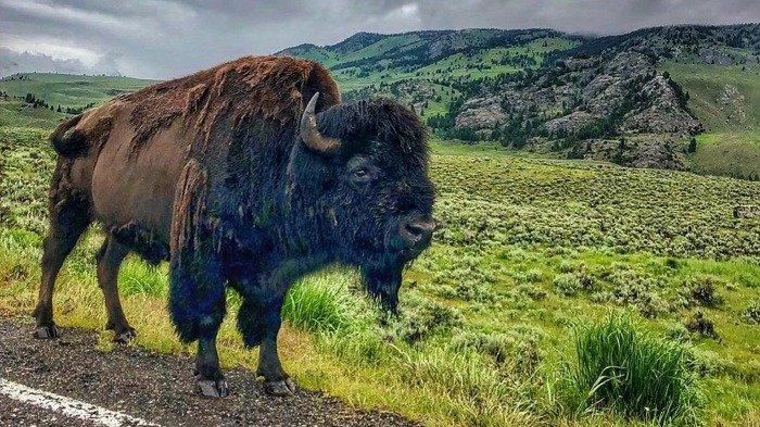 Nekat Dekati Bison yang Ada di Taman Nasional Yellowstone, Turis Wanita Ini Diserang