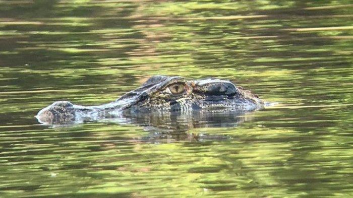 Bukan Anakonda, Ini Pemangsa Terbesar di Sungai Amazon