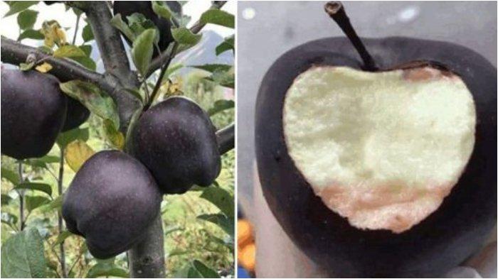 Mengenal Black Diamond Apple, Jenis Apel Mahal dan Langka yang Hanya Tumbuh di Pegunungan Tibet