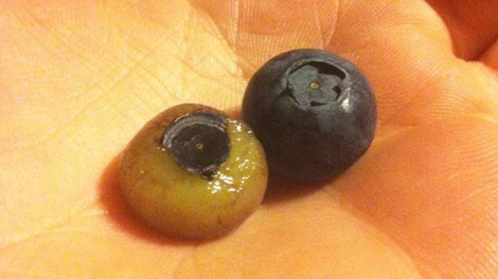 Ngeri! Ada yang Mirip Mata Copot, Begini Jadinya Jika Buah di Dunia Ini Tak Memiliki Kulit