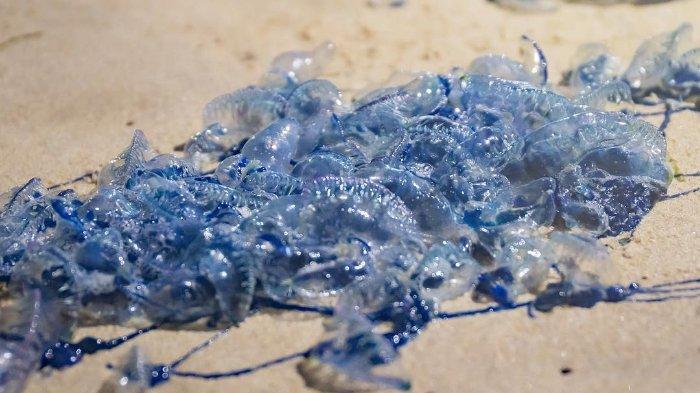Pertolongan Pertama Disengat Hewan Laut Beracun