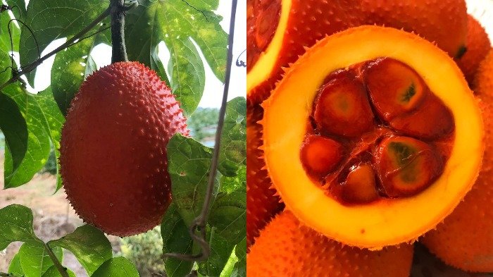 Dijuluki Buah dari Surga, Buah Gac Ternyata Mampu Mengatasi Beragam Penyakit Mematikan