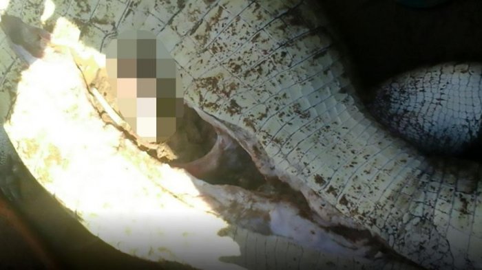 Mengerikan! Bukan Hewan, Penduduk Malah Temukan Ini di Dalam Perut Buaya Saat Dibelah