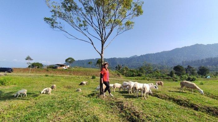 Bukit Manggala Banyumas Disebut Mirip New Zealand, Ada Pemandangan Sapi di Padang Rumput