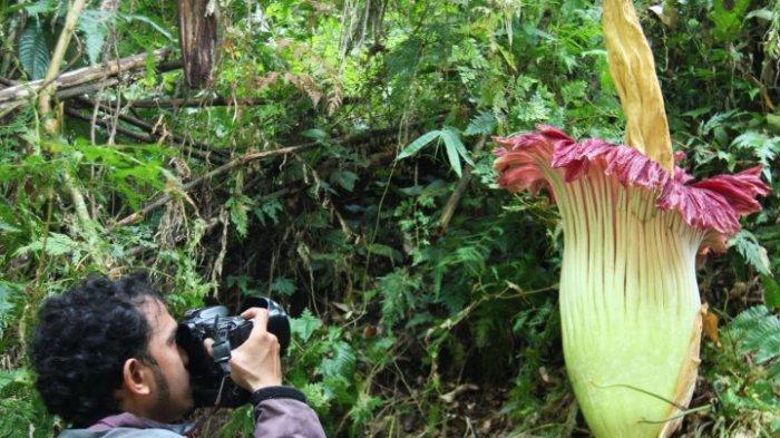 7 Bunga Terbesar di Dunia, Titan Arum Berasal dari Sumatera